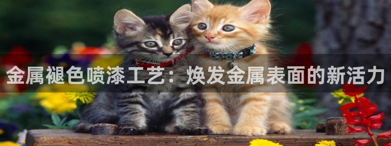 美高梅控股有限公司怎么样